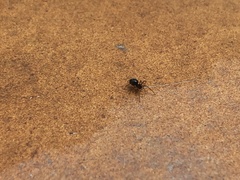 Araneae