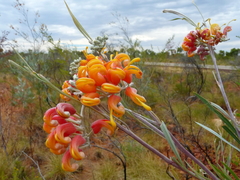 Grevillea refracta
