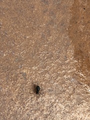 Araneae