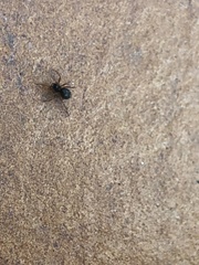 Araneae