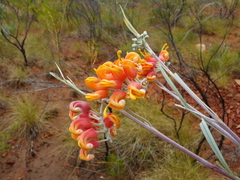 Grevillea refracta