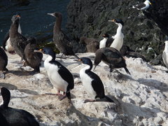 Leucocarbo verrucosus