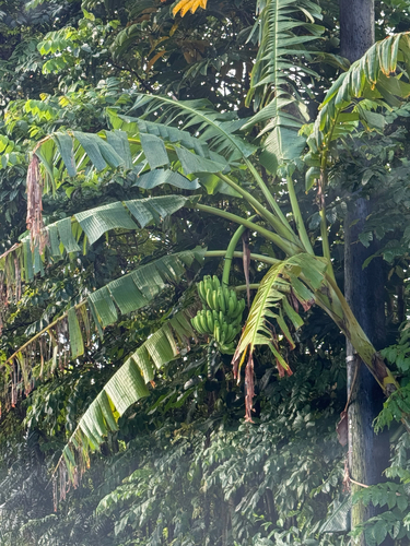 Musa observed 2026-10-01