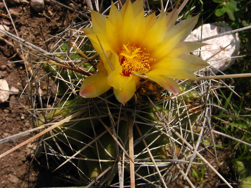 Thelocactus leucacanthus