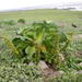 Kerguelen Cabbage - Photo (c) eliegaget, some rights reserved (CC BY-NC), uploaded by eliegaget