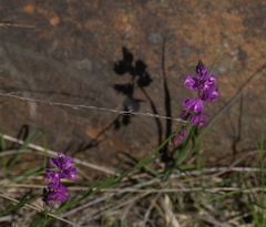 Polygala comosa