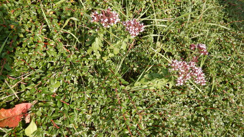 Oregano