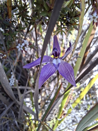 Waxlip Orchid