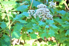 Gymnanthemum capense