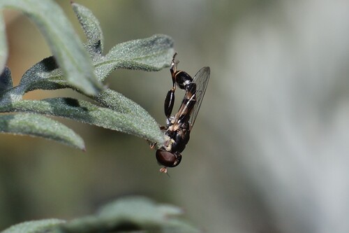 Thick-legged Hover Fly