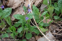 Pulmonaria saccharata