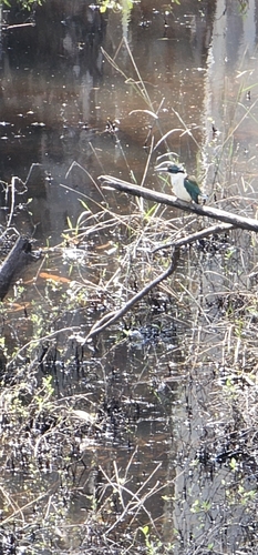 Sacred Kingfisher