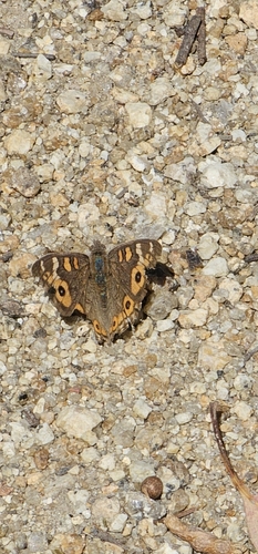 Meadow Argus