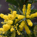 Spurwing Wattle - Photo (c) chrisclarke25, some rights reserved (CC BY-NC), uploaded by chrisclarke25