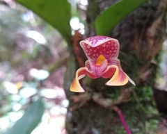 Bulbophyllum microglossum