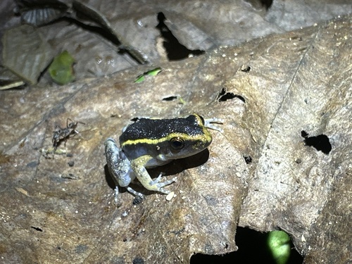 Lithodytes lineatus, 2026-10-06