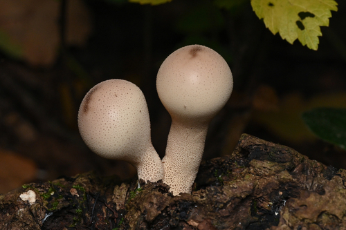 Pear-shaped Puffball