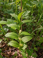 Polygonatum humile