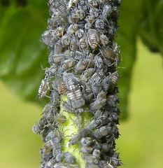 Aphis sambuci