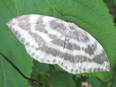 Cyclidia substigmaria