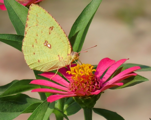 Mottled Emigrant