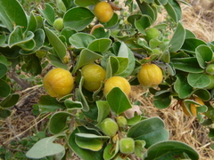 Petalostigma pubescens