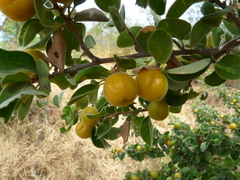 Petalostigma pubescens