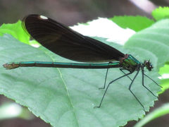 Calopteryx japonica