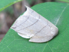 Pseudalbara parvula