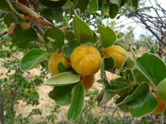 Petalostigma pubescens