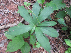 Lilium tsingtauense