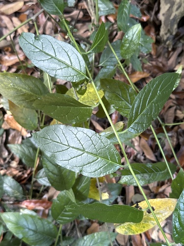 Heliotropium sarmentosum observed 2026-10-07