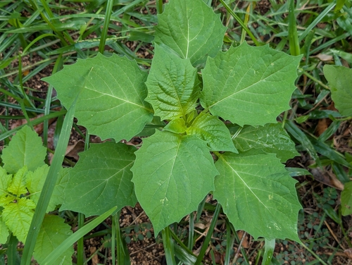 Physalis angulata observed 2026-10-06