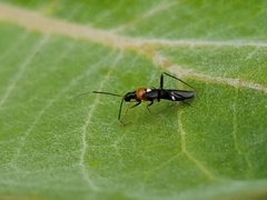 Pseudoxenetus regalis