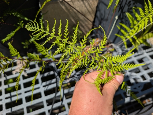 Pityrogramma calomelanos observed 2026-10-06