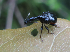 Cycnotrachelus cyanopterus