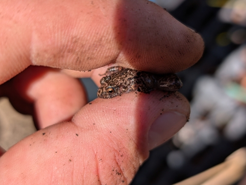 Eleutherodactylus planirostris observed 2026-10-06
