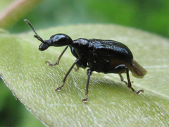 Cycnotrachelus cyanopterus