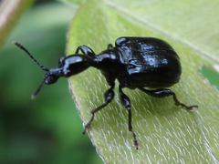 Cycnotrachelus cyanopterus