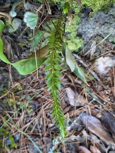 Phlegmariurus fordii observed 2026-10-04