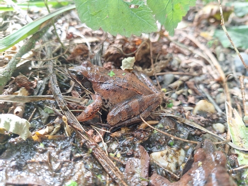 Agile Frog