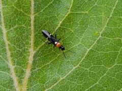 Pseudoxenetus regalis