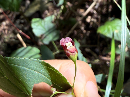 Ningpo figwort