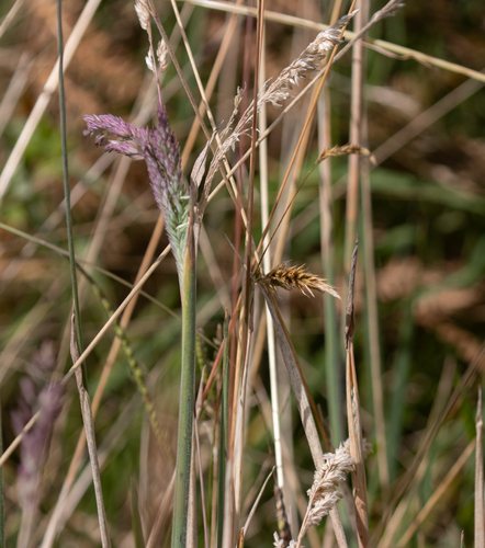 Holcus lanatus observed 2026-09-30