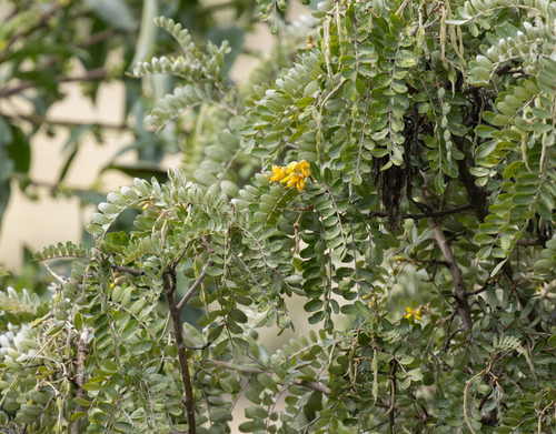 Sophora chrysophylla observed 2026-09-30