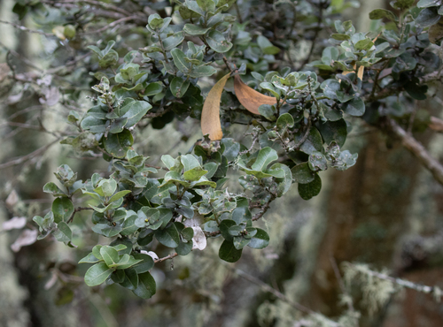 Metrosideros polymorpha observed 2026-09-30