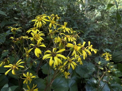 leopard-plant