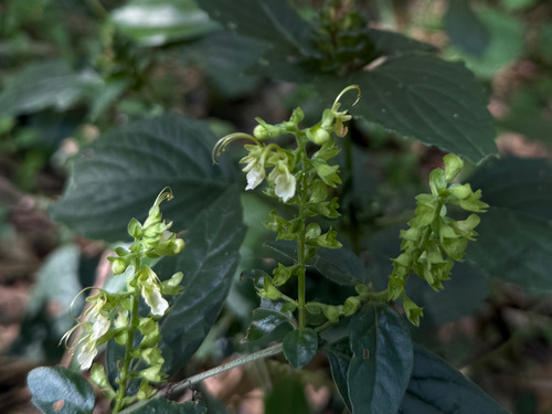 Teucrium pernyi