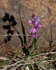 Polygala comosa