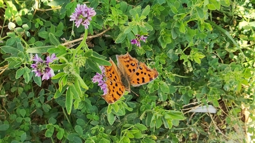 Asian Comma